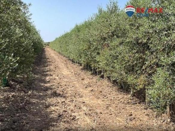 Land for sale in Alange