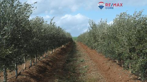 Land for sale in Alange