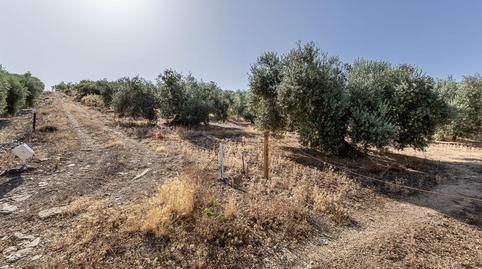 Land for sale in Polígono Poligono 51 Parcela 44, 51, Montefrío