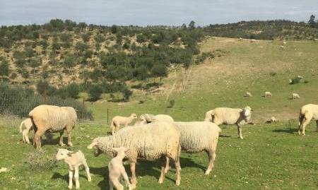 Rustic property for sale in Valverde del Camino