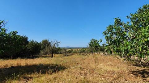Rustic property for sale in Santa Margalida Poble