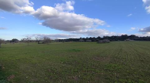 Residential property for sale in Sineu