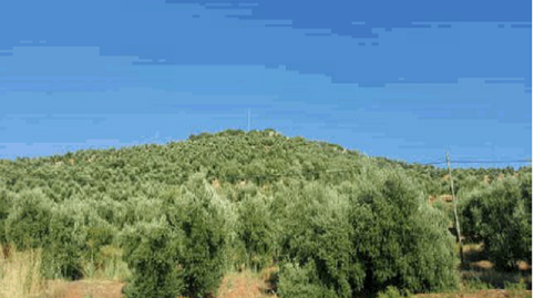 Land for sale in Barranco Bajo, Navas de San Juan