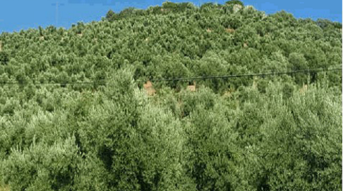 Land for sale in Barranco Bajo, Navas de San Juan
