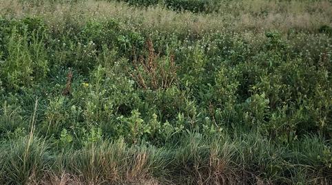 Land for sale in Camino de Cascajos, 24, La Estrella
